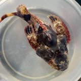 《近海産海水魚》珍色　サツマカサゴ（画像の個体です）…ハンドコート採取