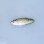画像1: 《近海産海水魚》【激レア】イケカツオ幼魚（画像の個体です）・・当店ハンドコート採取 (1)