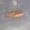 画像3: 《近海産海水魚》オオモンハタ　ベビー…ハンドコート採取 (3)