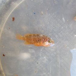 画像4: 《近海産海水魚》オオモンハタの幼魚(2匹セット)…ハンドコート採取