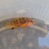 《近海産海水魚》オオモンハタの幼魚(2匹セット)…ハンドコート採取