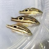《近海産海水魚》クロホシフエダイ幼魚の2匹セット…当店ハンドコート採取