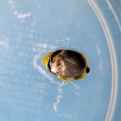 画像1: 《近海産海水魚》アケボノチョウチョウウオ(ベビー)…ハンドコート採取個体