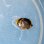 画像1: 《近海産海水魚》アケボノチョウチョウウオ(ベビー)…ハンドコート採取個体 (1)