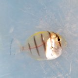 《近海産海水魚》シマハギ　幼魚(透明レアサイズ)・・・当店ハンドコート採取