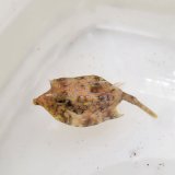 《近海産海水魚》シマウミスズメ（Sサイズ）…ハンドコート採取