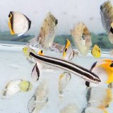 《近海産海水魚》ミナミギンポ…当店ハンドコート採取