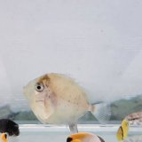 《近海産海水魚》テングハギ属の幼魚（画像の個体です）…ハンドコート個体☆スーパーセール中商品