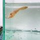《近海産海水魚》ソウシハギ（SSサイズ）‥ハンドコート採取（★★★食用利用不可のカワハギの仲間です！！）