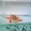 画像2: 《近海産海水魚》キンメモドキ（4匹セット）…ハンドコート採取