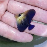 《近海産海水魚》ゴマハギ　幼魚…ハンドコート採取