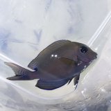 《近海産海水魚》ナガニザ　幼魚…ハンドコート採取