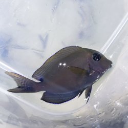 画像1: 《近海産海水魚》ナガニザ　幼魚…ハンドコート採取