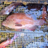 《近海産海水魚》激レア・・・アザハタ（Lサイズ・・・画像の美色個体です）…ハンドコート採取