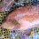 画像2: 《近海産海水魚》激レア・・・アザハタ（Lサイズ・・・画像の美色個体です）…ハンドコート採取 (2)