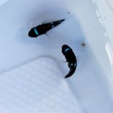 《近海産海水魚》ミツボシクロスズメダイ幼魚（1匹）レアサイズ（おススメ！！）‥ハンドコート採取