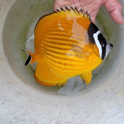 画像6: 《近海産海水魚》【状態極】☆激美☆ツキチョウチョウウオ(Lサイズ)・・紀伊半島産ハンドコート採取で激押しサイズです！！