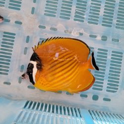 画像3: 《近海産海水魚》【状態極】☆激美☆ツキチョウチョウウオ(Lサイズ)・・紀伊半島産ハンドコート採取で激押しサイズです！！