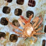 《近海産甲殻類》ツノガニの仲間(画像の個体です)…ハンドコート採取