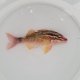 《近海産海水魚》ホウライヒメジ・・ハンドコート採取