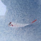 《外洋性深海魚》☆★☆冷凍テンガイハタ (画像の個体です)激レアサイズ・・ハンドコート採取