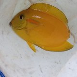 《近海産海水魚》モンツキハギ（画像の個体です）…幼魚色