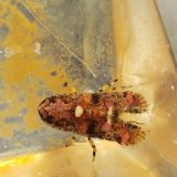 《近海産甲殻類》キタンヒメセミエビ…(画像の個体です)ハンドコート採取