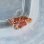 画像3: 《近海産海水魚》激レアサイズのオニカサゴ幼魚(画像の個体です)…ハンドコート採取 (3)