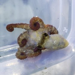 画像1: 《近海産甲殻類》タコの一種…当店ハンドコート採取