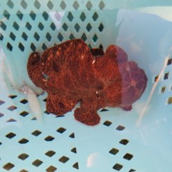 画像2: 《近海産海水魚》☆★☆オオモンカエルアンコウ（画像の個体です）…オレンジ系の綺麗な個体です