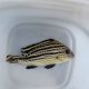 《近海産海水魚》コロダイ（SMサイズ）1匹…ハンドコート採取
