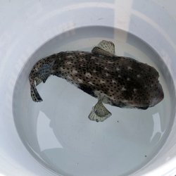 画像7: 《近海産海水魚》☆★イシガキフグ（MLサイズ）…ハンドコート採取‥特別セール中商品（期間限定）