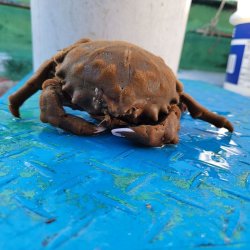 画像2: 《近海産甲殻類》カイカムリ（2Lサイズ）…