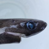《外洋性深海魚》【ウルトラレア】ツラナガコビトザメ属の1種(15センチ±)画像の個体です…冷凍個体