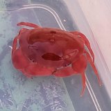 《近海産甲殻類》ユウモンガニ(画像の個体です)…ハンドコート採取