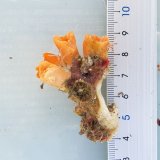 《近海産海洋生物》シロバナキサンゴ