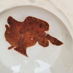 画像3: 《近海産海水魚》☆★☆オオモンカエルアンコウ（画像の個体です）…オレンジ系の綺麗な個体です