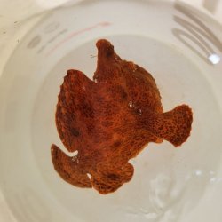 画像4: 《近海産海水魚》☆★☆オオモンカエルアンコウ（画像の個体です）…オレンジ系の綺麗な個体です