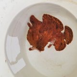 《近海産海水魚》☆★☆オオモンカエルアンコウ（画像の個体です）…オレンジ系の綺麗な個体です