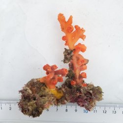 画像2: 《近海産海洋生物》ボシュマキサンゴ