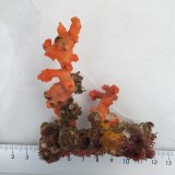 《近海産海洋生物》ボシュマキサンゴ