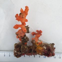 画像1: 《近海産海洋生物》ボシュマキサンゴ
