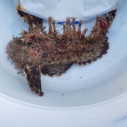 画像4: 《近海産海水魚》オニオコゼ(画像の個体)・・・ハンドコート採取