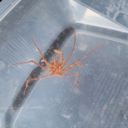 画像2: 《近海産甲殻類》エダトゲミズヒキガニ