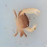《近海産甲殻類》サンゴガニの仲間(ヒメサンゴガニ？)…画像の個体です