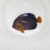 《近海産海水魚》☆★☆キンチャクダイ(画像の個体です)…近海ハンドコート採取