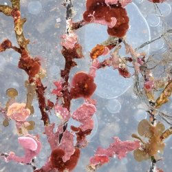 画像1: 《近海産海洋生物》朽ち木(コケムシ類、海藻類活着)…ハンドコート採取