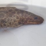 《近海産海水魚》アミメウツボ（画像の個体です）…ハンドコート採取