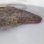 画像1: 《近海産海水魚》アミメウツボ（画像の個体です）…ハンドコート採取 (1)