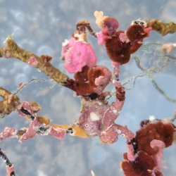 画像2: 《近海産海洋生物》朽ち木(コケムシ類、海藻類活着)…ハンドコート採取